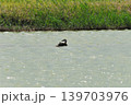 鳥取県米子市　水鳥公園 139703976