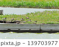 鳥取県米子市　水鳥公園 139703977