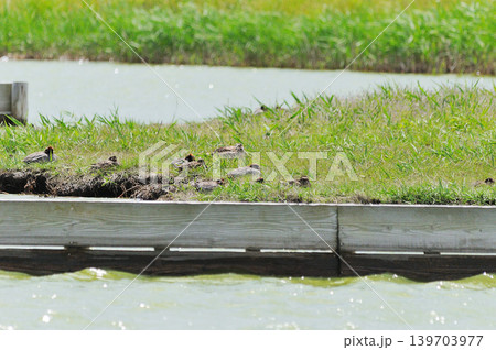 鳥取県米子市 水鳥公園 鳥取県米子市 水鳥公園 139703977