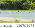 鳥取県米子市　水鳥公園 139703978