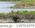 鳥取県米子市　水鳥公園 139703979