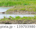 鳥取県米子市　水鳥公園 139703980