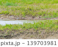 鳥取県米子市　水鳥公園 139703981