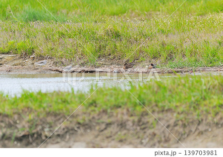 鳥取県米子市　水鳥公園 139703981