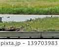 鳥取県米子市　水鳥公園 139703983