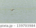鳥取県米子市　水鳥公園 139703984