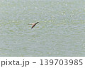 鳥取県米子市　水鳥公園 139703985