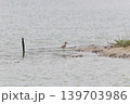 鳥取県米子市　水鳥公園 139703986