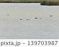 鳥取県米子市　水鳥公園 139703987