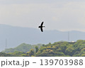 鳥取県米子市　水鳥公園 139703988