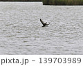 鳥取県米子市　水鳥公園 139703989