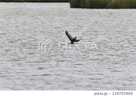 鳥取県米子市 水鳥公園 鳥取県米子市 水鳥公園 139703989