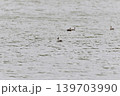 鳥取県米子市　水鳥公園 139703990