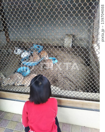 うさぎ小屋のうさぎを見る女の子の後ろ姿 うさぎ小屋のうさぎを見る女の子の後ろ姿 139704088