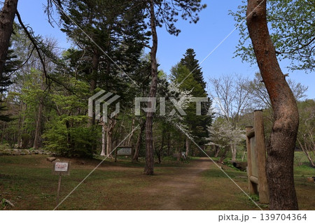 五月六日の北海道、小樽市のマイナーな公園、長橋なえぼ公園で散歩、桜や水芭蕉など植物満載、北海道の森 五月六日の北海道、小樽市のマイナーな公園、長橋なえぼ公園で散歩、桜や水芭蕉など植物満載、北海道の森 139704364