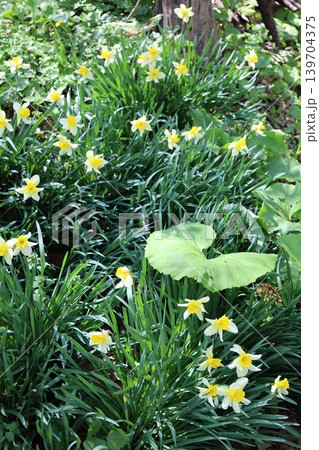 五月六日の北海道、小樽市のマイナーな公園、長橋なえぼ公園で散歩、桜や水芭蕉など植物満載、北海道の森 139704375
