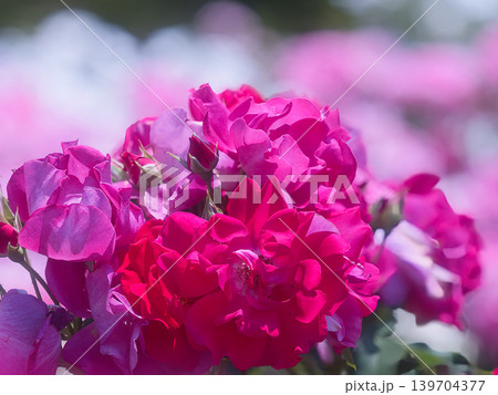 ピンク色の薔薇の花束 ピンク色の薔薇の花束 139704377