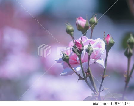 かわいいバラのつぼみと花 かわいいバラのつぼみと花 139704379