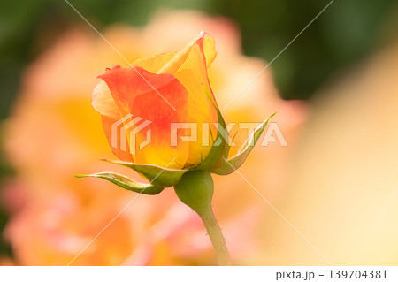 黄色いバラの花 139704381