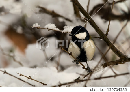 雪の中で遊ぶシジュウカラ 139704386