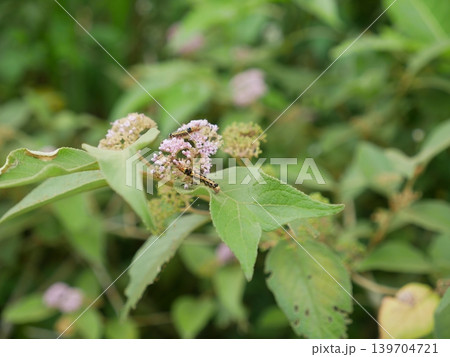 小紫 植物 工場 139704721