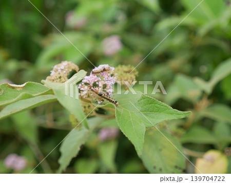小紫 植物 工場 139704722