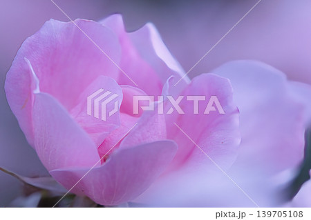 美しいピンクのバラの花弁 139705108