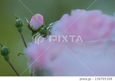 可愛いピンクの薔薇 139705109