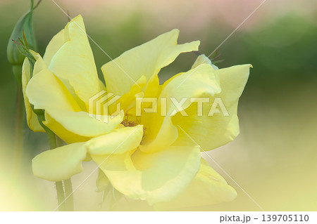黄色いバラの花弁 黄色いバラの花弁 139705110
