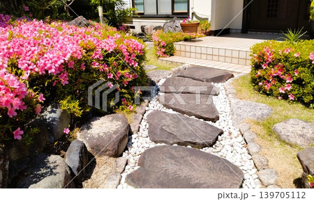 鮮やかなピンク色のサツキ 139705112