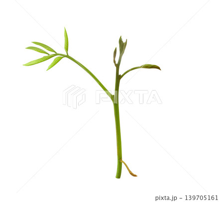 Branches of Yong Green leaves isolated on white background Branches of Yong Green leaves isolated on white background 139705161