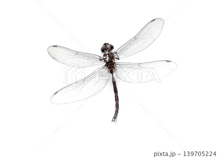 Close-up Dragonfly stuffed isolated on white background,top view Close-up Dragonfly stuffed isolated on white background,top view 139705224