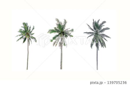 collection of tree in the garden isolated on white background collection of tree in the garden isolated on white background 139705236