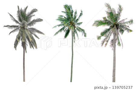 collection of tree in the garden isolated on white background 139705237