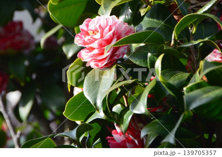 椿の花（正定寺／静岡県東伊豆町稲取833-1-1） 139705357