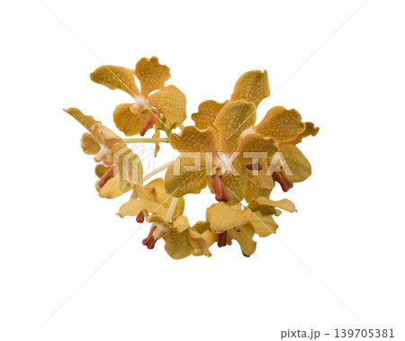 Close-up yellow Phalaenopsis or Moth dendrobium Orchid flower isolated on white background Close-up yellow Phalaenopsis or Moth dendrobium Orchid flower isolated on white background 139705381