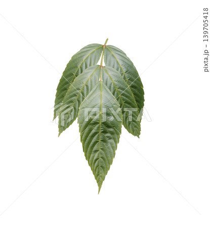 Green leaves isolated on white background 139705418