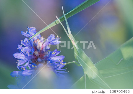 花に潜むバッタ 花に潜むバッタ 139705496