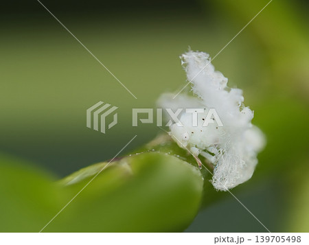 白い花の様なハゴロモの幼虫 139705498