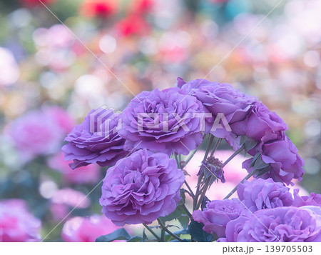 綺麗な紫色の薔薇の花 139705503