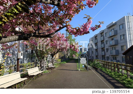 五月初旬の北海道、小樽、観光、手宮線跡地の春、八重桜と旧手宮線を散歩 139705554