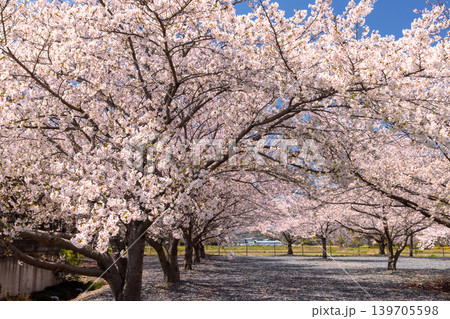 埼玉県熊谷市相上　和田吉野川沿いの桜リバーサイドパーク（大里桜堤）　ソメイヨシノ並木 139705598