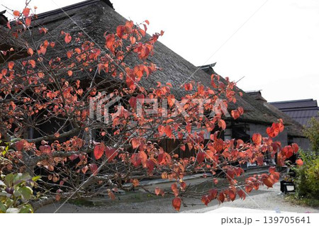 茅葺き屋根と紅葉 赤く染まる木の葉 古民家 日本の原風景 秋の観光地 伝統建築 茅葺き屋根と紅葉 赤く染まる木の葉 古民家 日本の原風景 秋の観光地 伝統建築 139705641