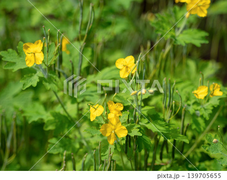 クサノオウの花 クサノオウの花 139705655