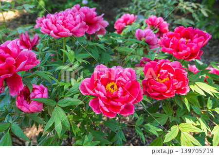春から初夏に咲く美しい牡丹の花 春から初夏に咲く美しい牡丹の花 139705719