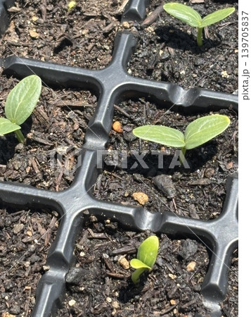 発芽したばかりのきゅうりの双葉 139705837