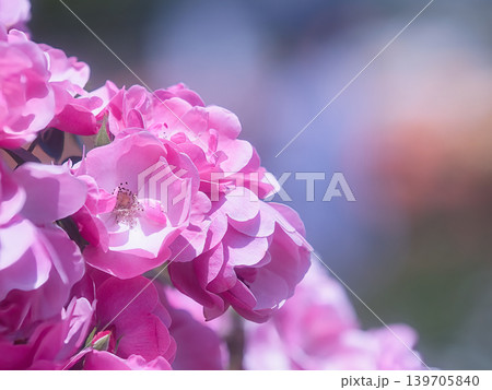 ピンク色の薔薇の花アンジェラ 139705840