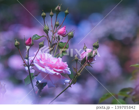 ピンク色のバラの花 ピンク色のバラの花 139705842