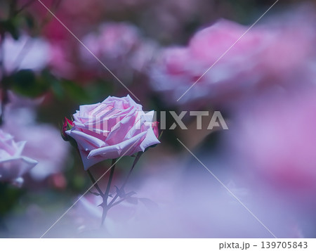 可愛いピンクの薔薇 可愛いピンクの薔薇 139705843