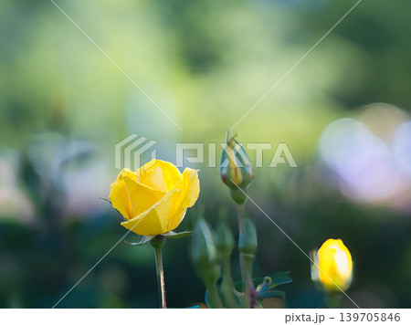 可愛い黄色い薔薇 139705846